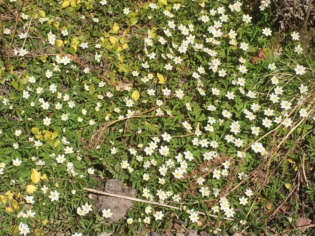 Borgdala Stugor Ödkarby Exteriér fotografie